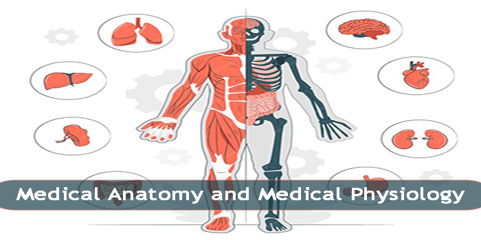 Thumbnail for course Medical Anatomy and Medical Physiology  