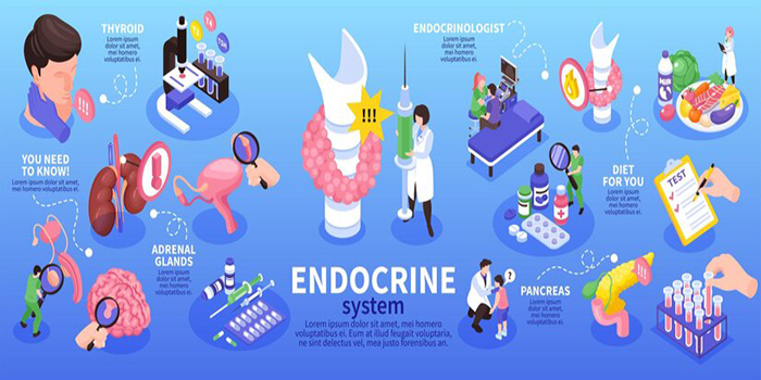 Thumbnail for course Endocrinology