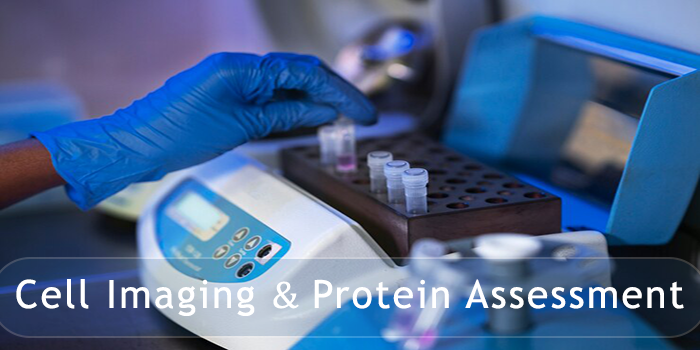 Thumbnail for course Laboratory research techniques for cell imaging and protein assessment 